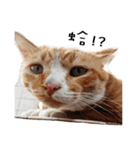 Fat Cat Save World（個別スタンプ：2）