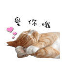 Fat Cat Save World（個別スタンプ：4）