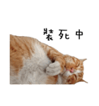 Fat Cat Save World（個別スタンプ：7）