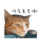 Fat Cat Save World（個別スタンプ：8）