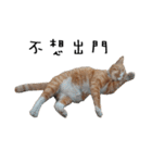 Fat Cat Save World（個別スタンプ：9）