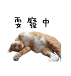 Fat Cat Save World（個別スタンプ：14）
