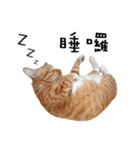 Fat Cat Save World（個別スタンプ：15）