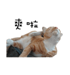 Fat Cat Save World（個別スタンプ：16）