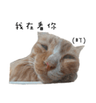 Fat Cat Save World（個別スタンプ：17）