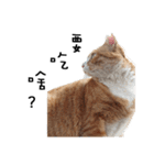 Fat Cat Save World（個別スタンプ：21）