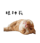 Fat Cat Save World（個別スタンプ：22）