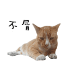 Fat Cat Save World（個別スタンプ：24）