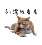 Fat Cat Save World（個別スタンプ：26）