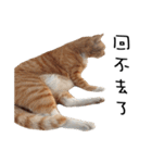 Fat Cat Save World（個別スタンプ：28）