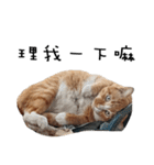 Fat Cat Save World（個別スタンプ：30）