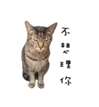 Fat Cat Save World（個別スタンプ：31）