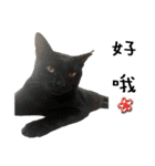 Fat Cat Save World（個別スタンプ：36）