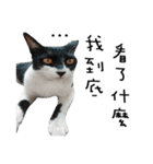 Fat Cat Save World（個別スタンプ：38）