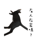Fat Cat Save World（個別スタンプ：39）