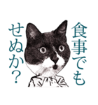 ダンディなネコ課長＜シュールに返信♪＞（個別スタンプ：13）