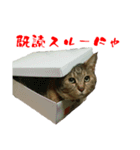 無口な猫 うさ(ぎ)のスタンプ その①（個別スタンプ：4）