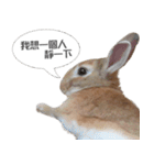 Rabbit King potato（個別スタンプ：1）