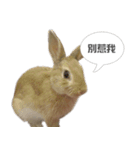 Rabbit King potato（個別スタンプ：2）