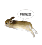 Rabbit King potato（個別スタンプ：3）