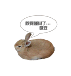 Rabbit King potato（個別スタンプ：20）