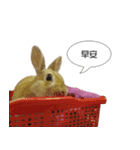 Rabbit King potato（個別スタンプ：22）