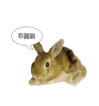 Rabbit King potato（個別スタンプ：24）