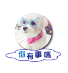 Hi amuse dog（個別スタンプ：1）