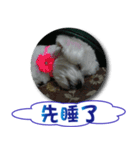 Hi amuse dog（個別スタンプ：3）