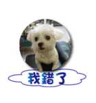 Hi amuse dog（個別スタンプ：5）