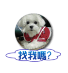 Hi amuse dog（個別スタンプ：15）