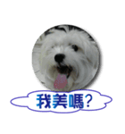 Hi amuse dog（個別スタンプ：18）