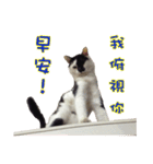 Black＆White Sir（個別スタンプ：14）