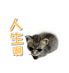 PET IN HOUSE（個別スタンプ：14）