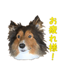 ウィルの日常（個別スタンプ：9）