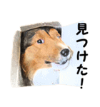 ウィルの日常（個別スタンプ：18）