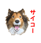 ウィルの日常（個別スタンプ：36）