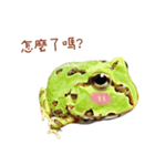 little jinbao（個別スタンプ：5）