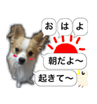 ロングコートチワワのスタンプ（個別スタンプ：1）