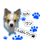 ロングコートチワワのスタンプ（個別スタンプ：2）