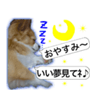ロングコートチワワのスタンプ（個別スタンプ：3）