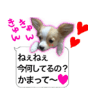 ロングコートチワワのスタンプ（個別スタンプ：4）