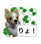 ロングコートチワワのスタンプ（個別スタンプ：6）
