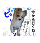 ロングコートチワワのスタンプ（個別スタンプ：7）