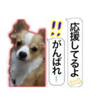 ロングコートチワワのスタンプ（個別スタンプ：9）
