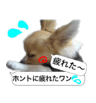 ロングコートチワワのスタンプ（個別スタンプ：10）