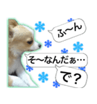ロングコートチワワのスタンプ（個別スタンプ：11）