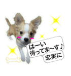 ロングコートチワワのスタンプ（個別スタンプ：12）