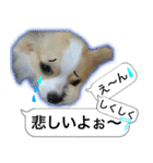 ロングコートチワワのスタンプ（個別スタンプ：14）