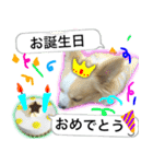 ロングコートチワワのスタンプ（個別スタンプ：21）